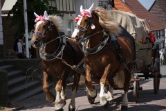 Galoppierende Pferde beim Festspiel in Landau