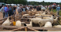 Kein Viehmarkt ohne Tiere -  in Bad Arolsen gehören sie einfach dazu...