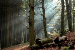 Lichtspiele