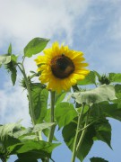 Sonnenblume in Bad Arolsen