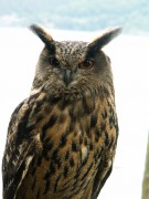 Schäfer